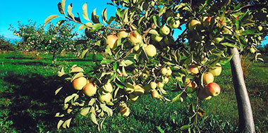 Gartenpflege 1220